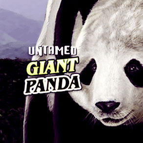 Untamed Giant Panda – величие дикой природы